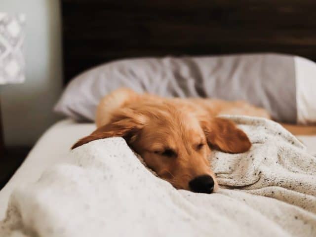 The Best Pet Friendly Materials for Your Home