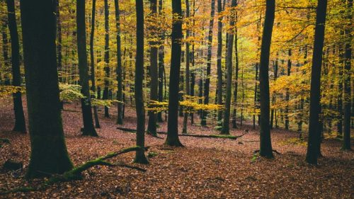 francesco-gallarotti-Y5ekEhh6rEU-unsplash