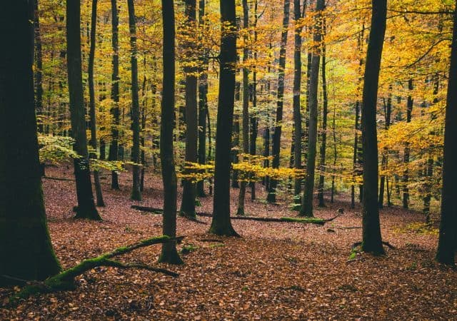 From Forest To Floor