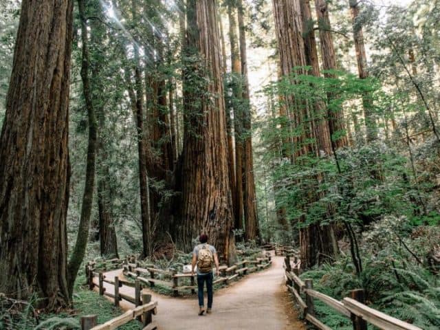 10 Facts About Wood Floors And The Environment
