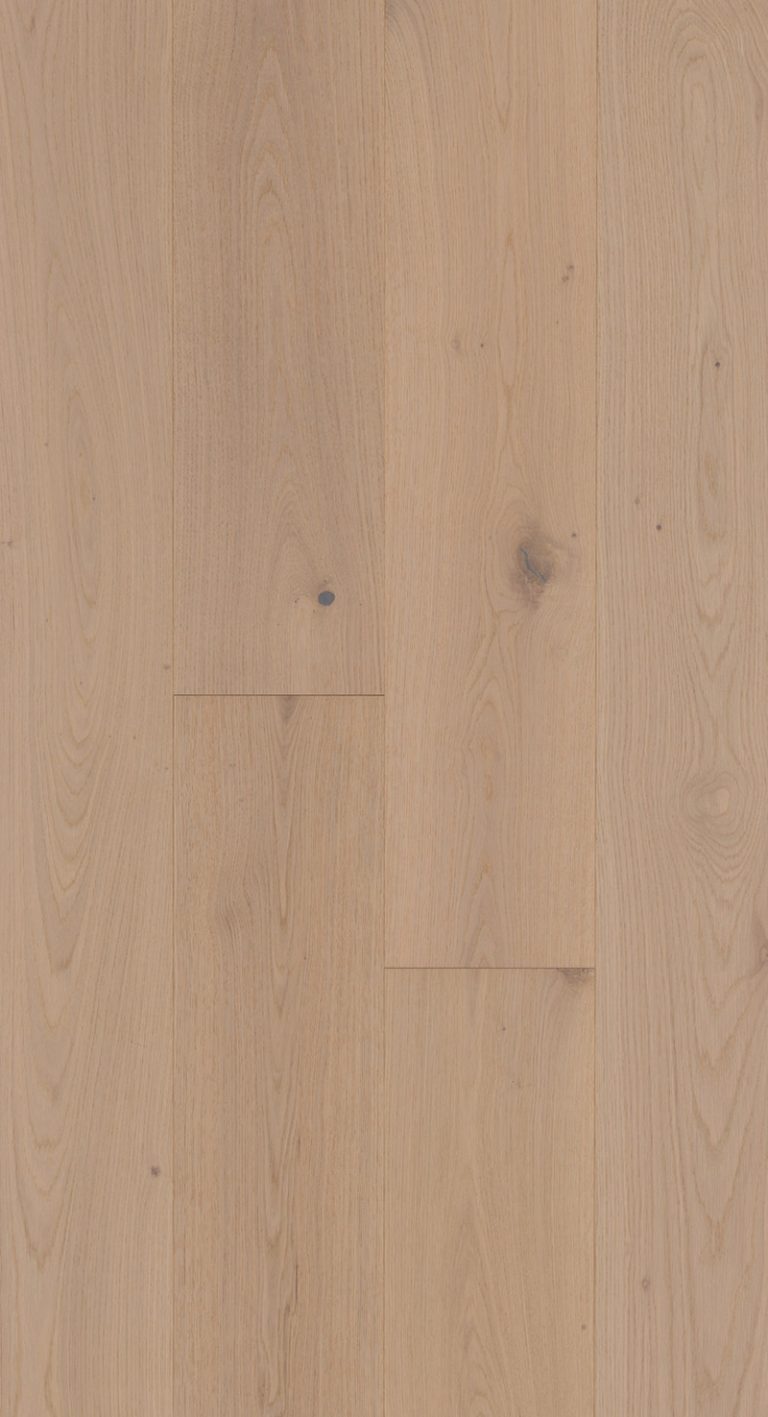 Velasario-Regatta-Feature